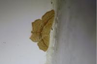 Scopula imitaria