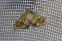 Cynaeda dentalis