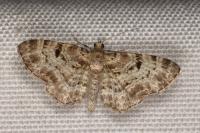 Eupithecia abietaria