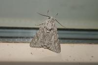 Acronicta aceris