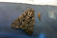 Acronicta rumicis