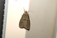 Apaidia mesogona