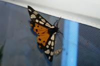 Arctia villica