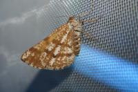 Bupalus piniaria