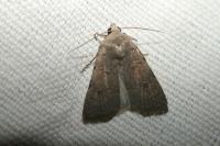 Caradrina clavipalpis
