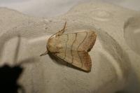 Charanyca trigrammica
