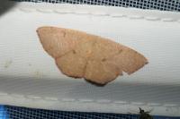 Cyclophora puppillaria