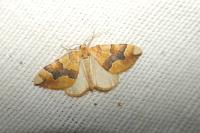 Cidaria fulvata