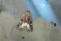 Deltote pygarga