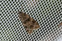 Eudonia delunella