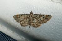 Gymnoscelis rufifasciata