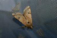 Heliothis peltigera