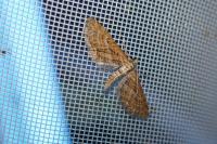 Eupithecia scopariata