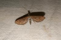 Eupithecia scopariata