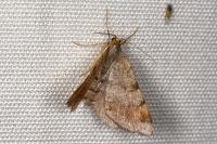 Macaria liturata