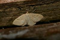 Idaea macilentaria