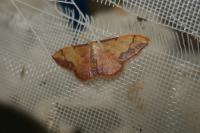 Idaea ostrinaria