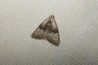 Meganola togatulalis