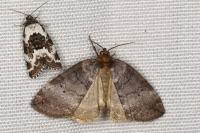 Ochropacha duplaris