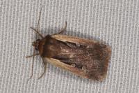 Ochropleura plecta
