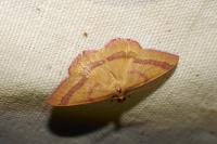 Rhodostrophia calabra