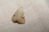 Rivula sericealis
