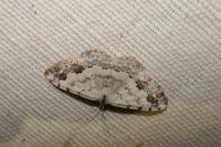Scopula decorata