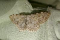 Scopula submutata roseonitens