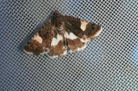 Tyta luctuosa