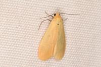 Wittia sororcula