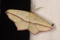 Timandra comae