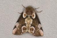 Thyatira batis