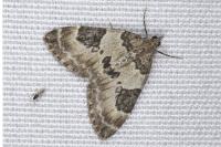 Thera vetustata