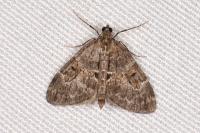 Thera britannica/variata