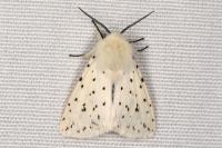 Spilosoma lubricipeda