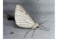 Siona lineata