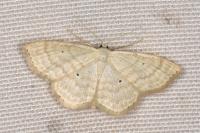 Scopula immutata