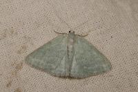 Pseudoterpna pruinata