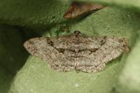 Peribatodes rhomboidaria rhomboidaria