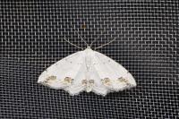 Scopula ornata