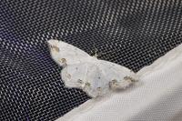 Scopula ornata