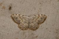 Scopula submutata roseonitens