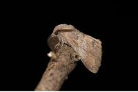 Dendrolimus pini pini