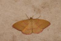 Rhodostrophia calabra