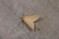 Aspitates gilvaria
