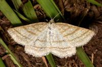 Perconia strigillaria