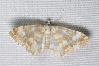 Perizoma flavofasciata