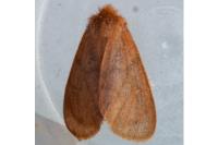 Ocneria rubea