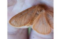 Ocneria rubea