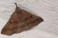Polypogon plumigeralis